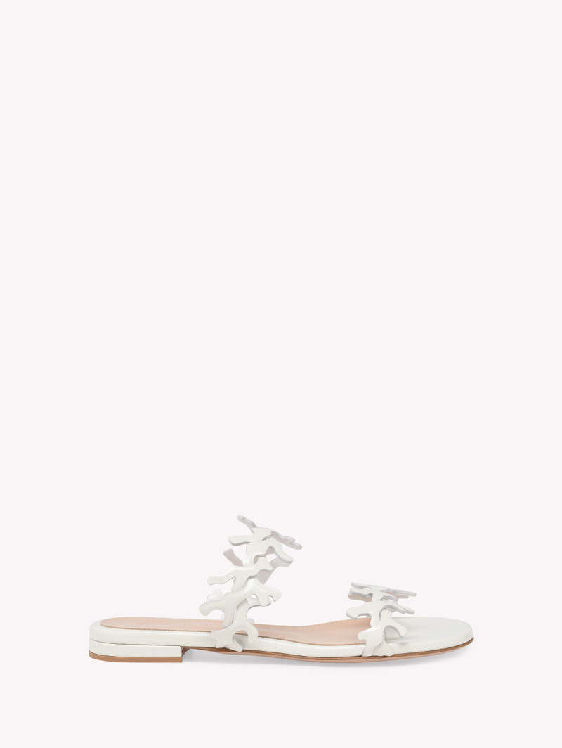 OCEAN MULE 1