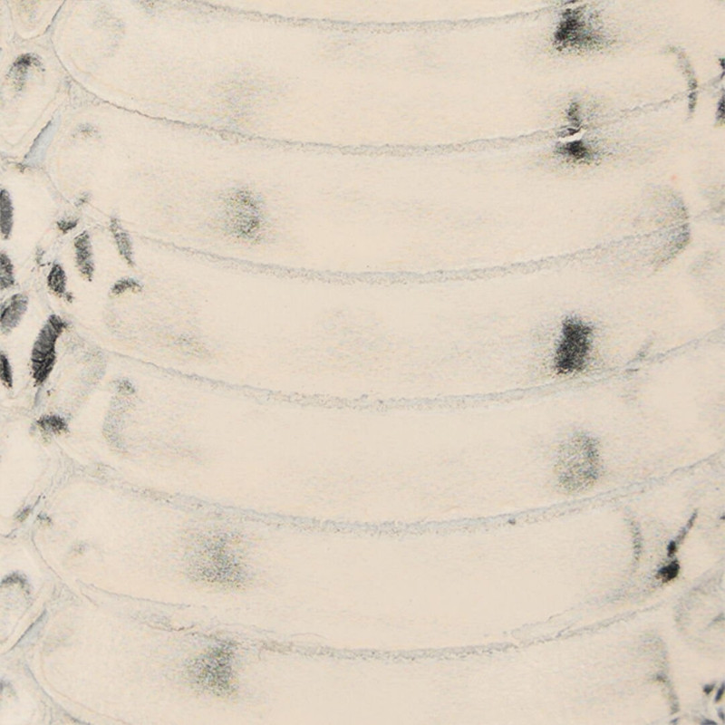 Sneakers With Cobra Inserts 4