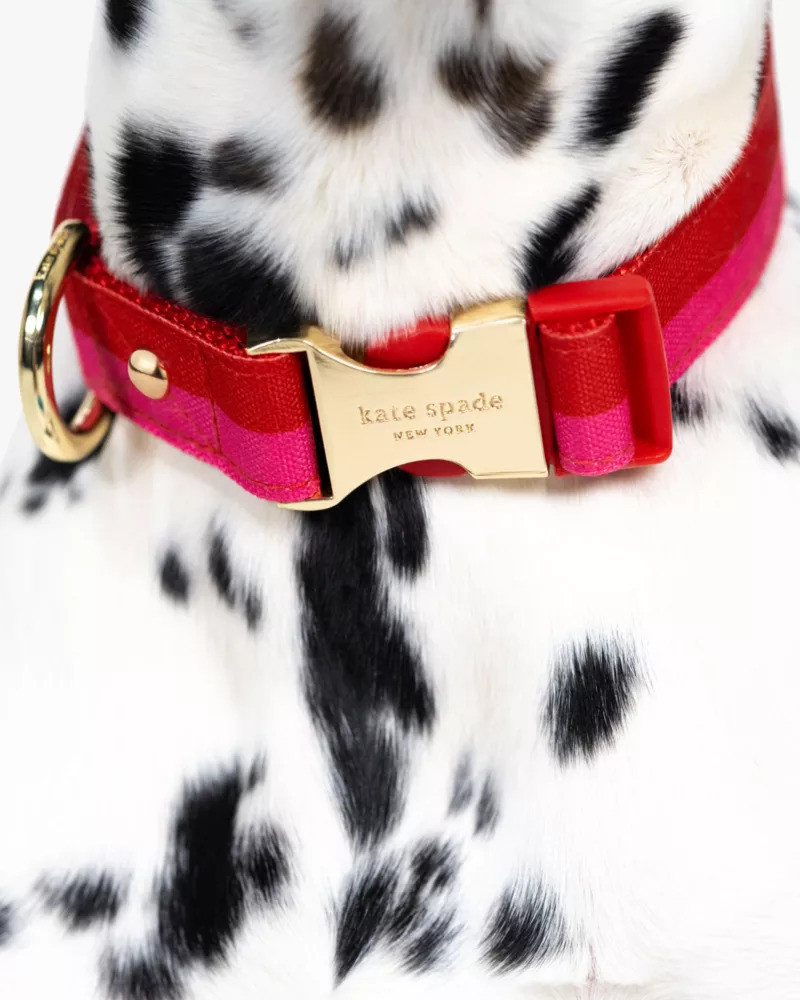 Colorblock Collar 4