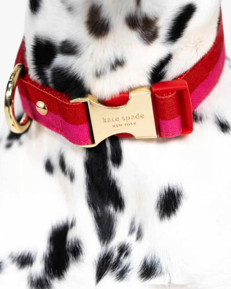 Colorblock Collar 4