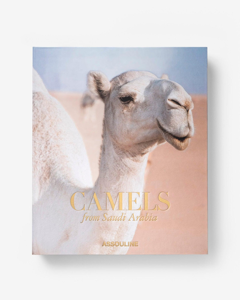 Camels from Saudi Arabia 3