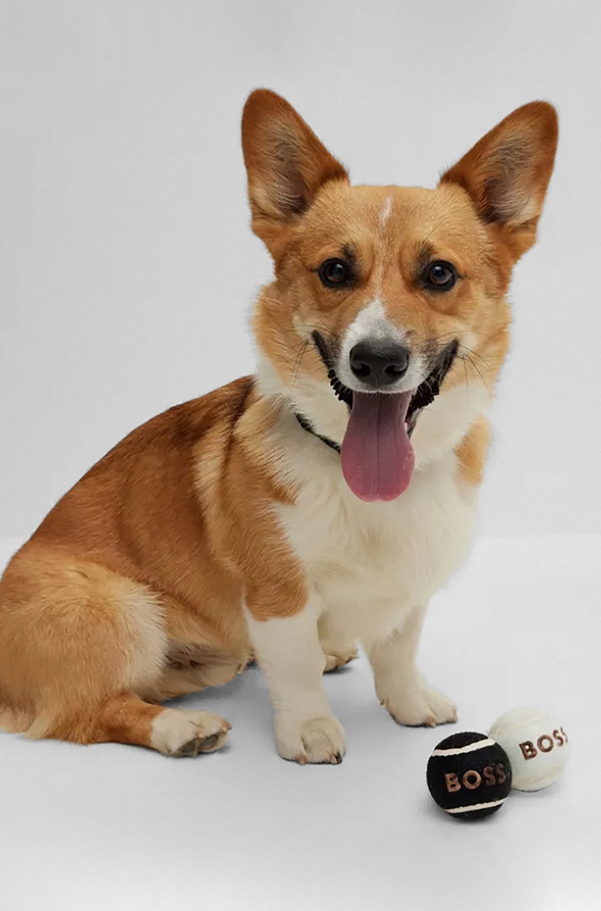 DOG BALL SET - 2