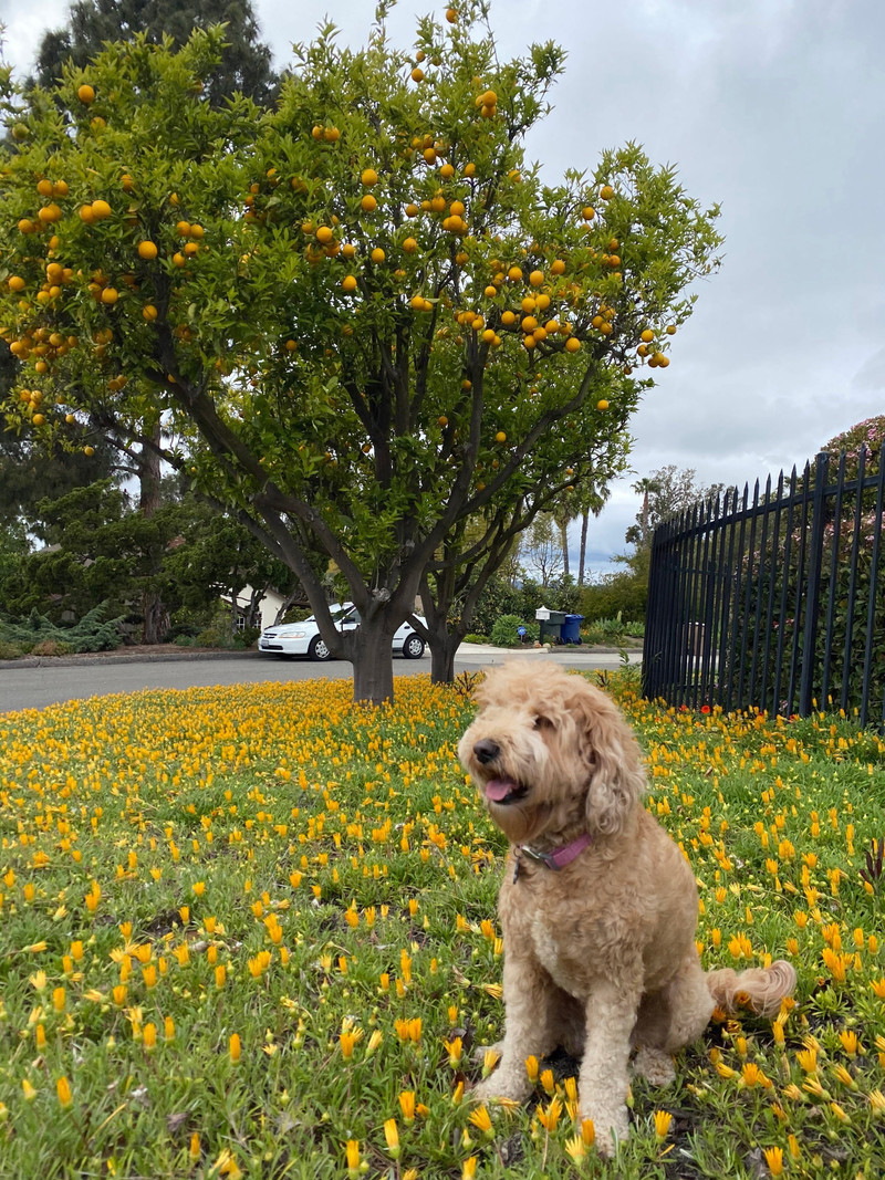 STAUD CUSTOM MINI SHIRLEY LEATHER BAG | CREAM 7