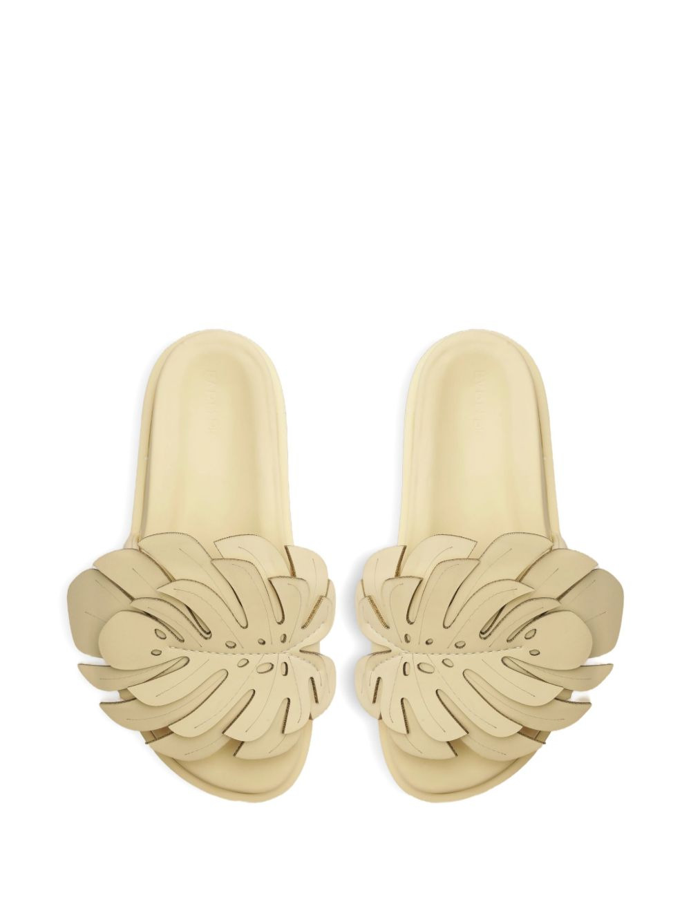 Monstera slides - 3