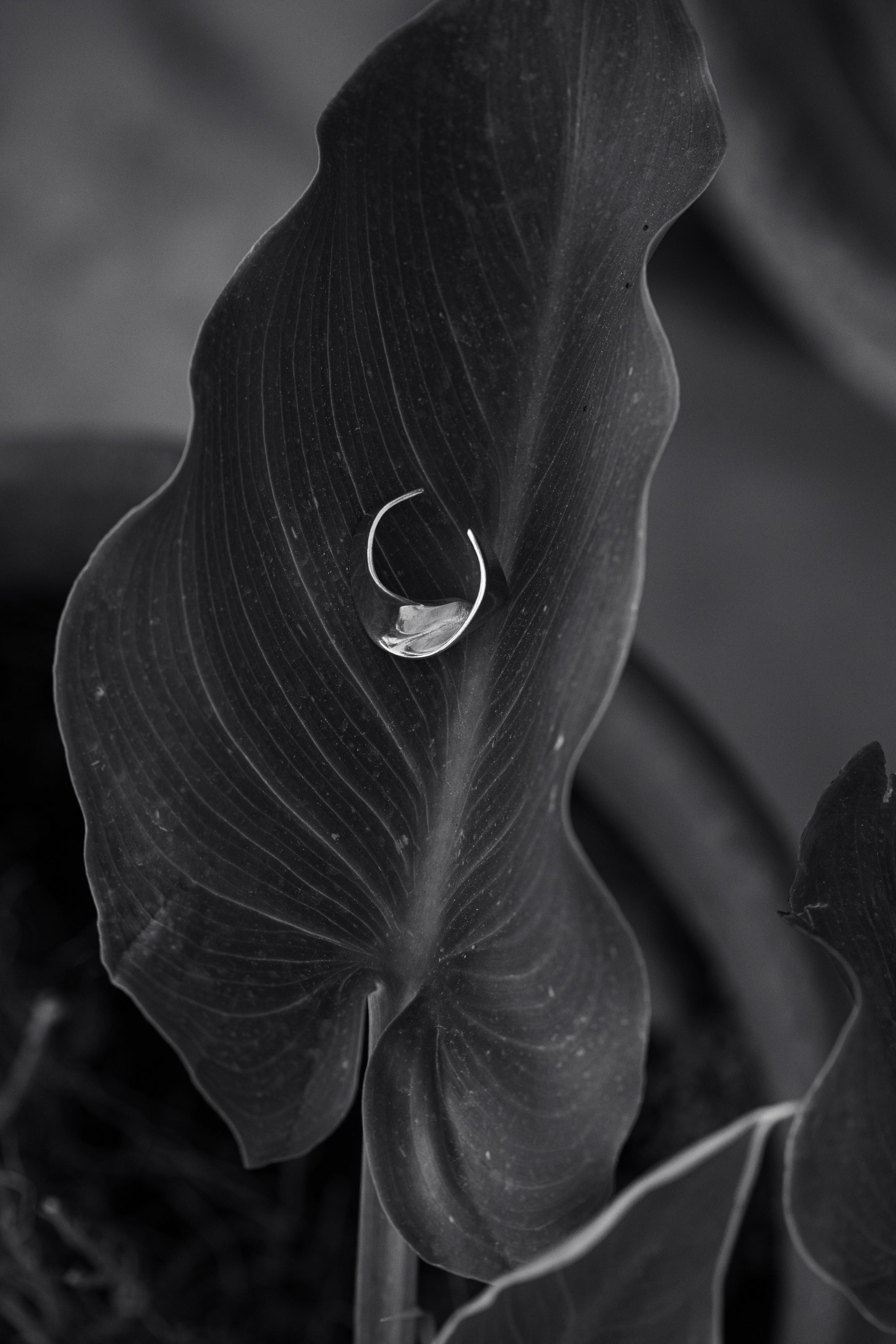 Cordella Ring In Silver - 3